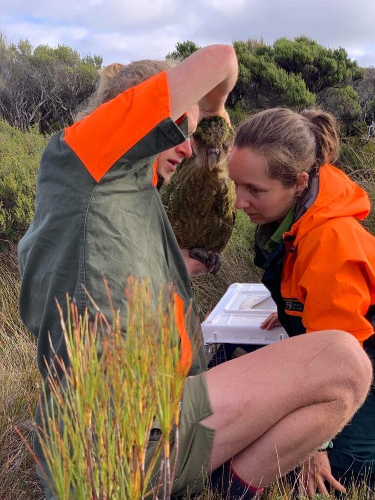 Two department of conservation workers holding a Kakapo